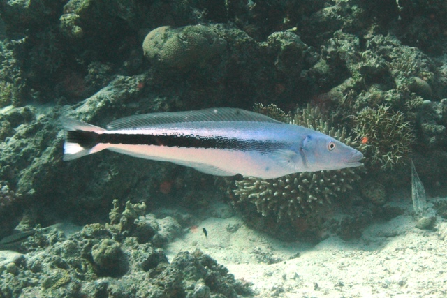 Malacanthus latovittatus